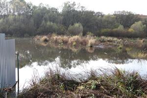 Vysoký stav vody. Vegetácia obnaženého dna sa nevytvorila ani v neskorom jesennom období - november 2014.