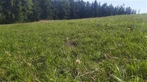 obnova porostu po kosení