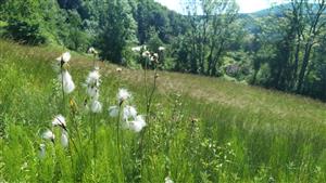 Eriophorum latifolium