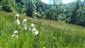 Eriophorum latifolium