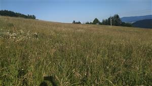 celkový pohled na luční porosty mapovaného polygonu