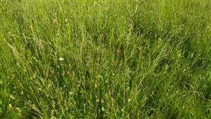 charakter ovsíkových luk ve studované lokalitě