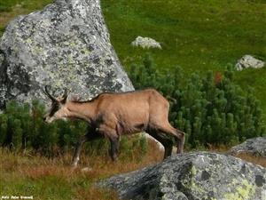 Pohľad na monitorovaný druh