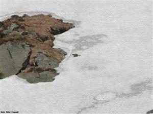 Pohľad na druh z jarných mesiacov