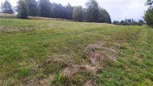 obnovující se porost otav na pokoseném lučním porostu TML