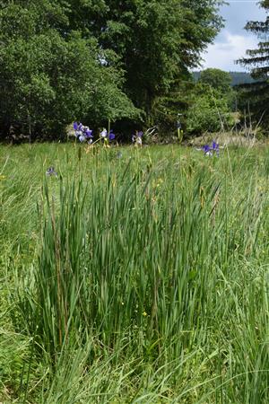 Iris sibirica, početne zastúpený druh biotopu
