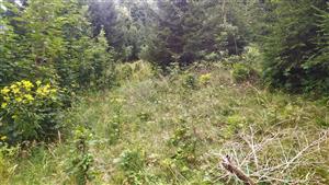 zarůstající části lučního porostu pod značným tlakem ruderalizace