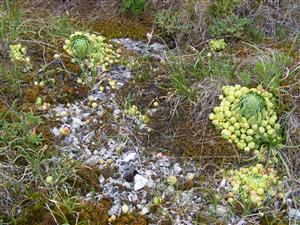 detail spoločenstva Alysso-Sedion albi