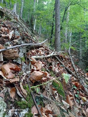 biotop druhu Adenophora liliifolia na lokalite (jedlobučina; ojedinelý výskyt)