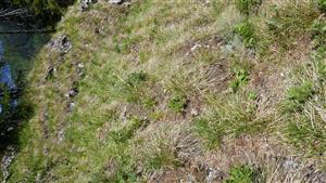 alpínske spoločenstvá - biotop Pulsatilla slavica