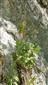 plodný jedinec Pulsatilla slavica na skale - na skalnom brale
