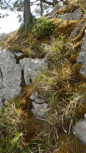 pohľad na časť TMP s výskytom jedincov Dahne arbuscula