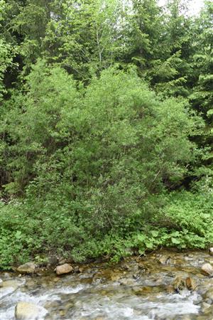 Zriedkavé, staršie jedince Salix eleagnos