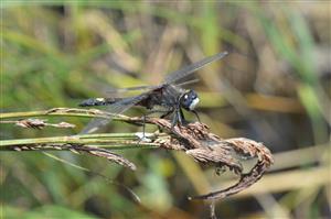 samec L. pectoralis