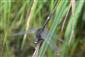 samec L. pectoralis