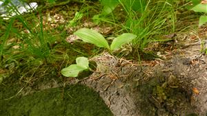 Sterilné jedince Cypripedium calceolus