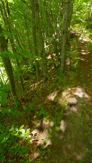 Biotop (okraj bučiny v tesnej blízkosti turistického chodníka) s jedincami Cypripedium calceolus 
