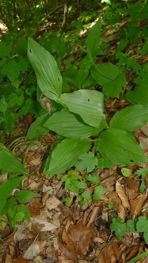 Jedince Cypripedium calceolus (1 plodný, 1 odkvitnutý + niekoľko sterilných)