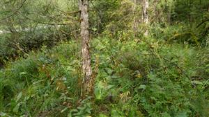 Biotop druhu Adenophora liliifolia