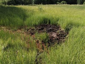 Porast rozrytý diviačou zverou