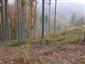 Bukové a jedľové kvetnaté lesy (18.10.2013)