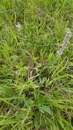 Minuloročné plodné jedince Echium russicum na TML