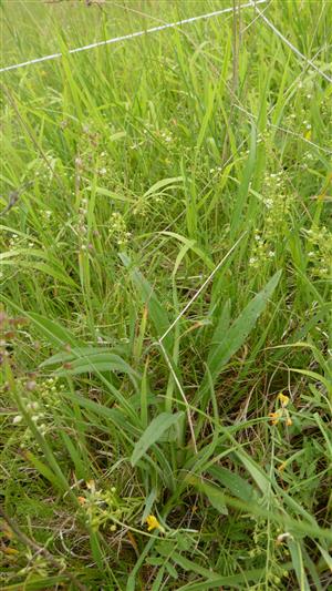 sterilný jedinec Echium russicum v TMP