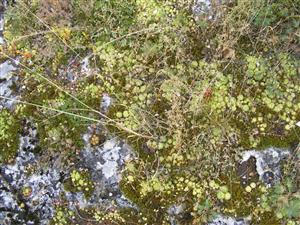 detail spoločenstva na lokalite