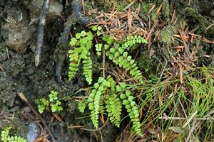 Druh Asplenium adulterinum