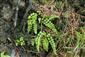 Druh Asplenium adulterinum