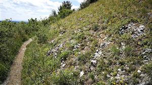 Pohľad na otvorený xerotermný porast nad chodníkom.