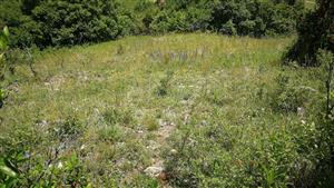 Pohľad na xerotermný porast pod chodníkom - väčší podiel krovín.