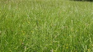 Pohľad na travinné spoločenstvo - biotop Lk1