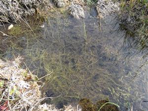 detail jezírka s Utricularia minor