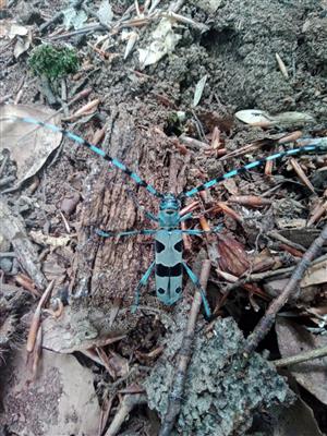 Rosalia alpina
