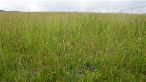 Pohľad na suchšie spoločenstvo s dominanciou Festuca rupicola (? biotop Tr1)