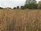 intenzívne zarastanie s Phragmites australis