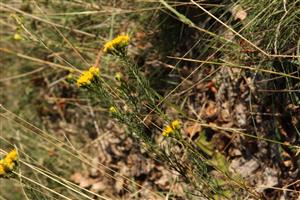 Aster linosyris na pasienku