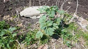 Iva xanthiifolia na ruderalizovanej ploche - vrámci TML