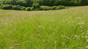 Pohľad na časť TMP - biotop Lk1
