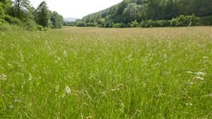 Pohľad na časť TMP - biotop Lk1