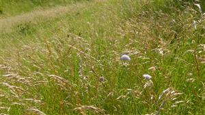 Pohľad na biotop Lk1