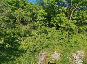 juho-centrálna časť polygónu, ilustráciu prechodu nelesnej vegetácie do teplomilných krovín a sutinových lesov