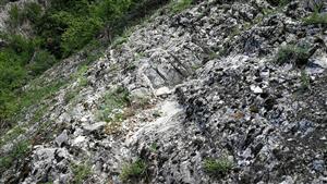 Detail vegetácie na skale.