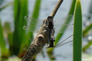 leucorhinia pectoralis - párenie