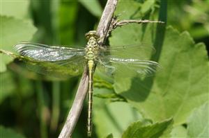 Stylurus flavipes