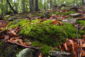Detail Leucobryum na lokalite.