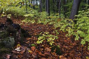 Leucobryum v zapojenom lese na lokalite
