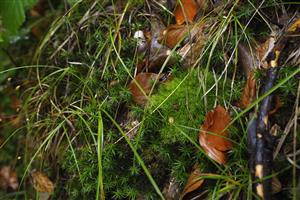 Detail Leucobryum glaucum na lokalite.