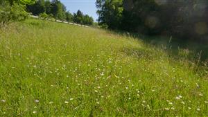 Pohľad na časť TML s biotopom Lk1